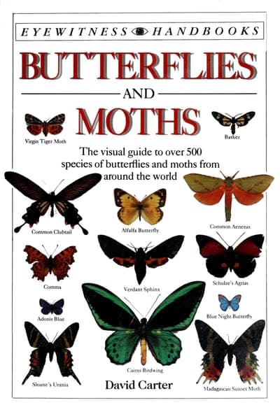 A white-field DK Eyewitness Handbooks cover — 'Eyewitness Handbooks' as a small banner across the top, 'BUTTERFLIES' and 'MOTHS' in bold red serif capitals split by a thin black rule and the word 'AND', the subtitle in black beneath, a grid of ten labelled specimen photographs (Virgin Tiger Moth, Basker, Common Clubtail, Alfalfa Butterfly, Common Aeneus, Comma, Verdant Sphinx, Schulze's Agrias, Adonis Blue, Cairns Birdwing, Blue Night Butterfly, Sloane's Urania, Madagascan Sunset Moth), and 'David Carter' in black at the foot.